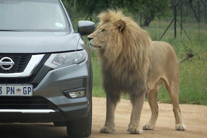 Lion Park Private Family-Friendly Half-day tour near Johannesburg