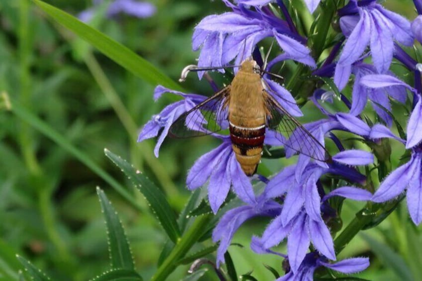 Macroglossinae seen at the botanical garden in autumn