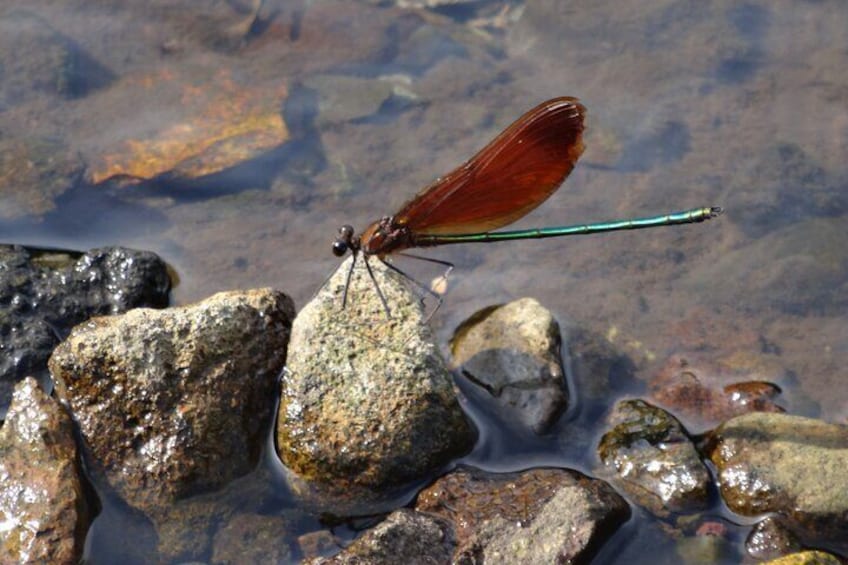 Damselfly seen during the nature walk in summer