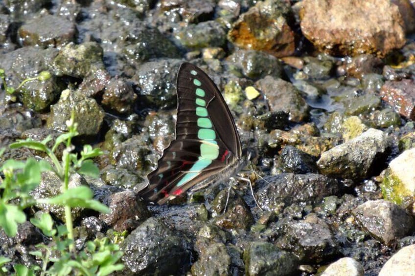 Common Bluebottle in Sengokuhara in summer