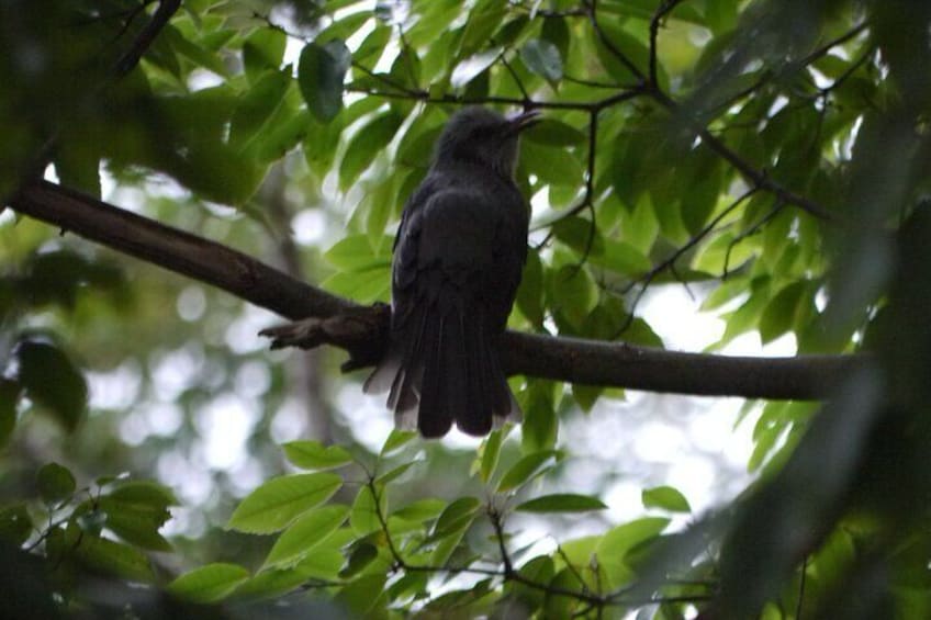 Japanese Brown-eared Bulbul seen throughout the year 