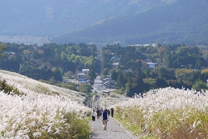 Easygoing Nature Walk in Hakone Tour