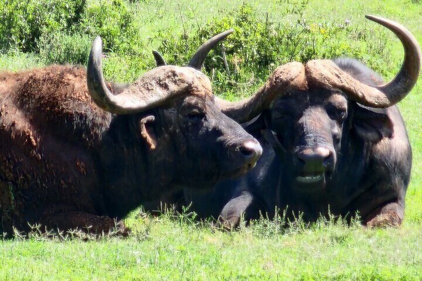 Addo Elephant National Park