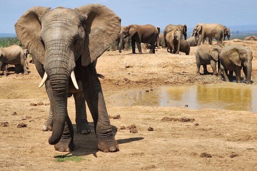 Addo Elephant National Park