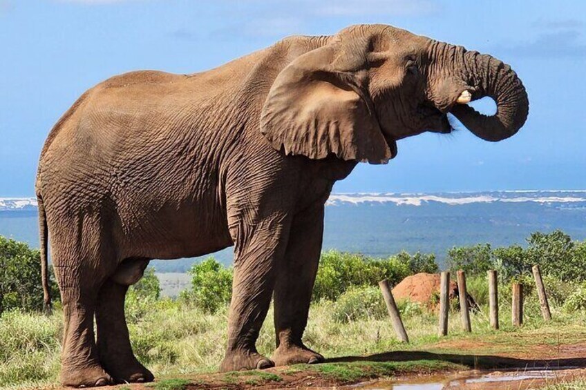 Addo Elephant National Park