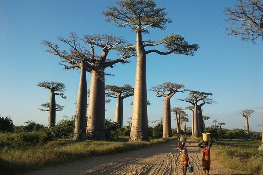 baobab alley