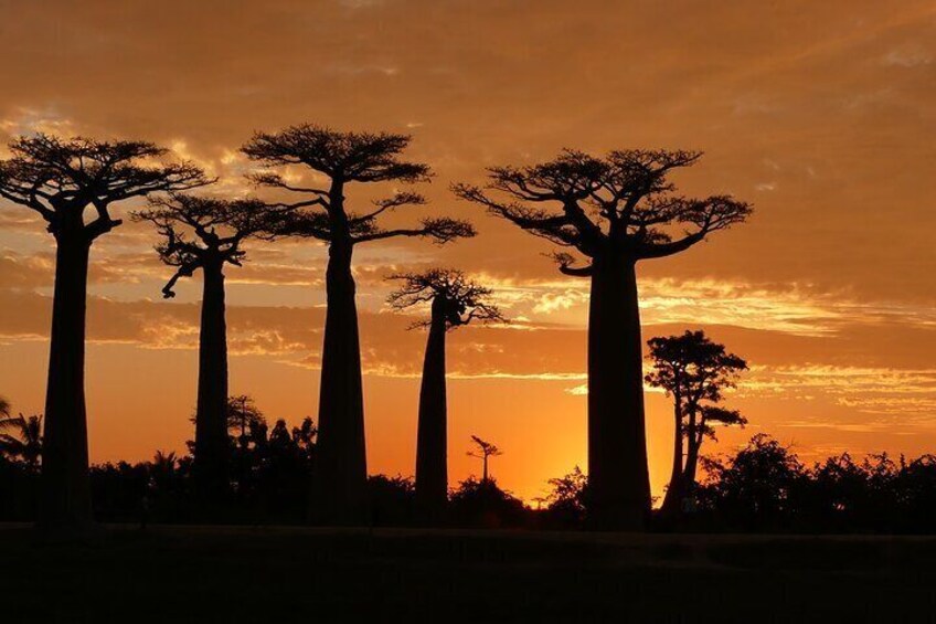 baobab alley