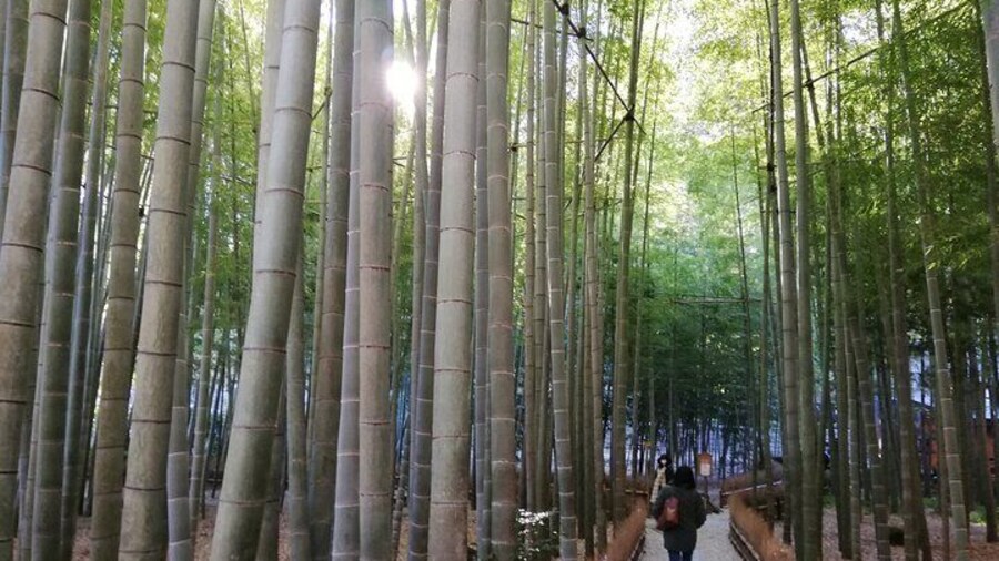 Bamboo grove, Houkokuji Temple, Michelin Green Guide three star
