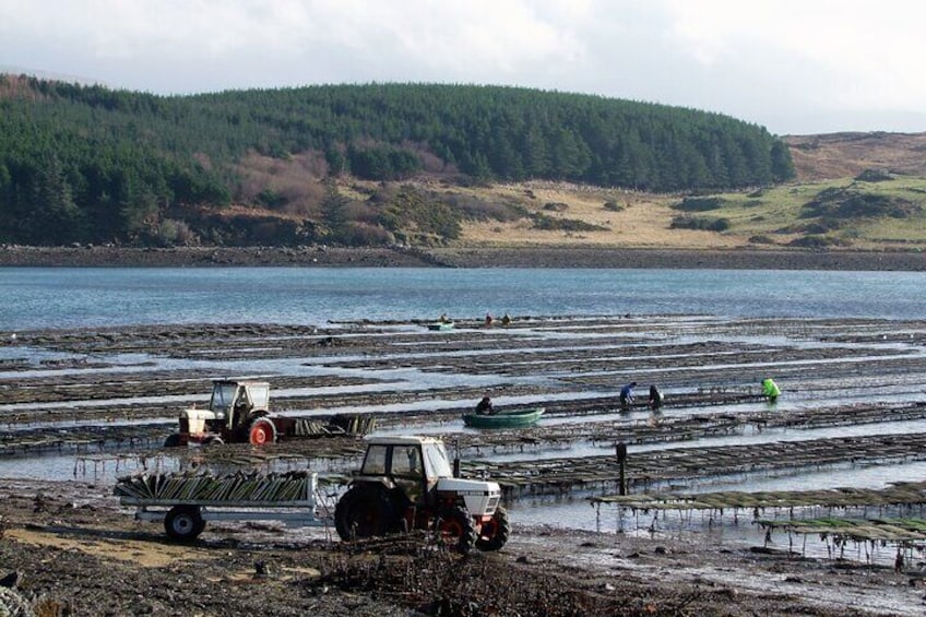 Oyster Farm and Tasting Experience