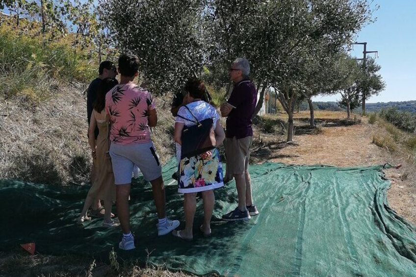 visit to the olive grove