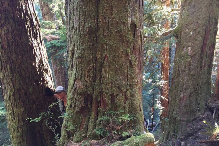 Old Growth Forest