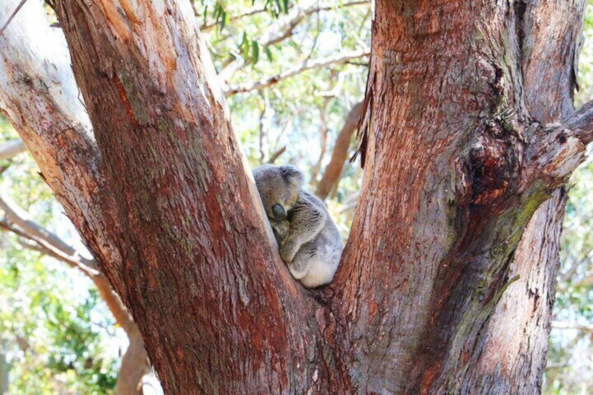 Port Stephens Experience : Incredible Adventure, Wild by Nature