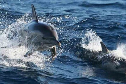 De Sydney à Port Stephens : excursion d'une journée à Dolphin Wonderland