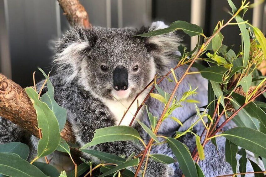 Port Stephens Experience : Incredible Adventure, Wild by Nature