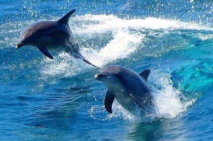 Expérience à Port Stephens : Incroyable Aventure, sauvage par nature