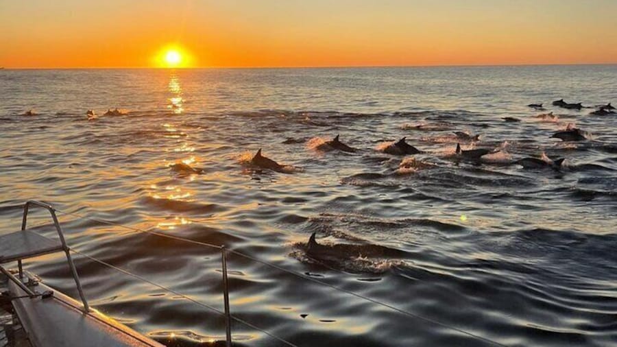 Cape Town Sunset 90 minutes with Escape Cat