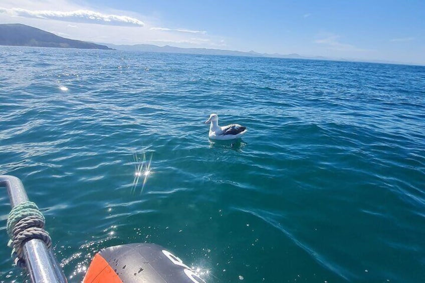 Harbour and Wildlife Cruise on Otago Harbour