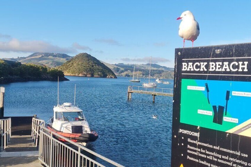 Harbour and Wildlife Cruise on Otago Harbour