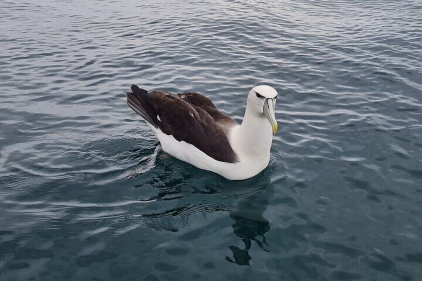 Harbour and Wildlife Cruise on Otago Harbour