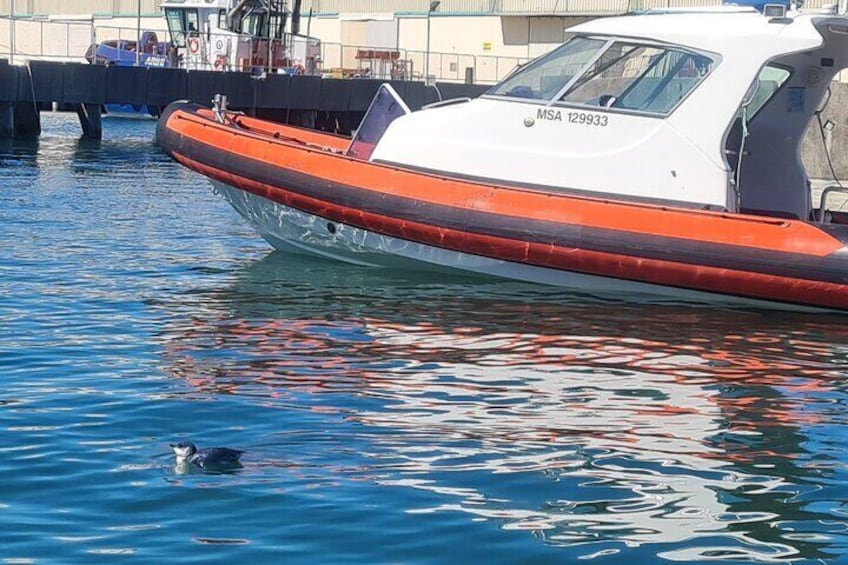 Harbour and Wildlife Cruise on Otago Harbour