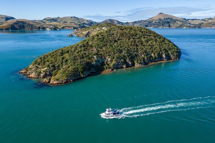 Harbour, Albatross and Wildlife Cruise on Otago Harbour