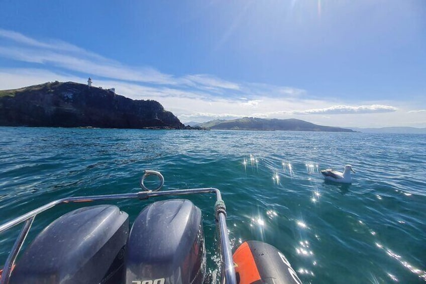 Harbour and Wildlife Cruise on Otago Harbour