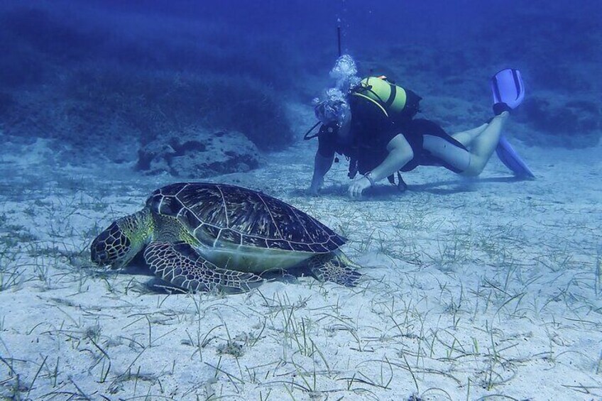 Diving with sea turtles