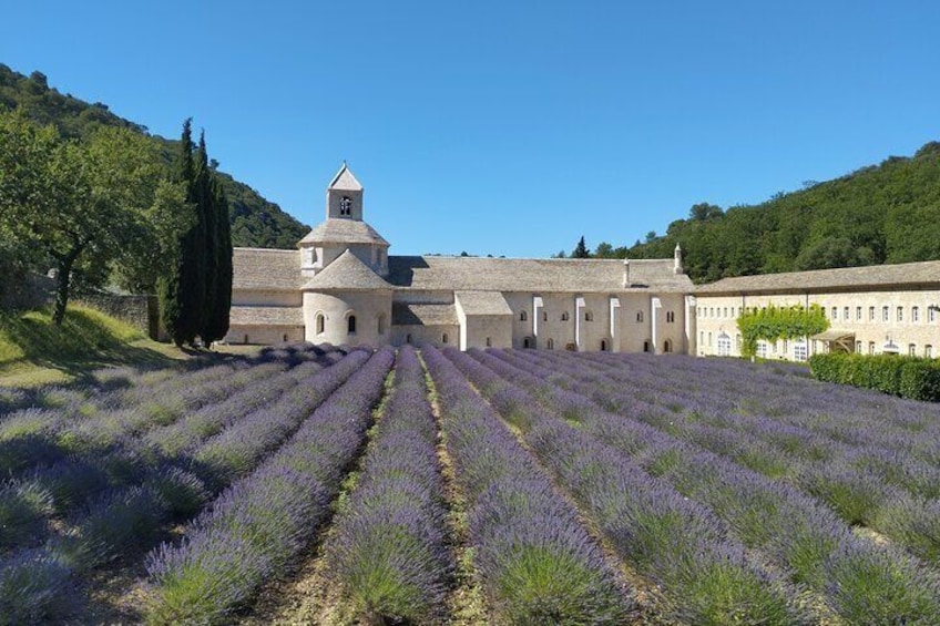 Senanque Abbey and lavender fields