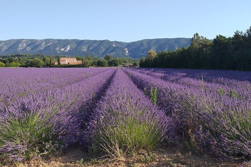 A lavender field on the road to Gordes