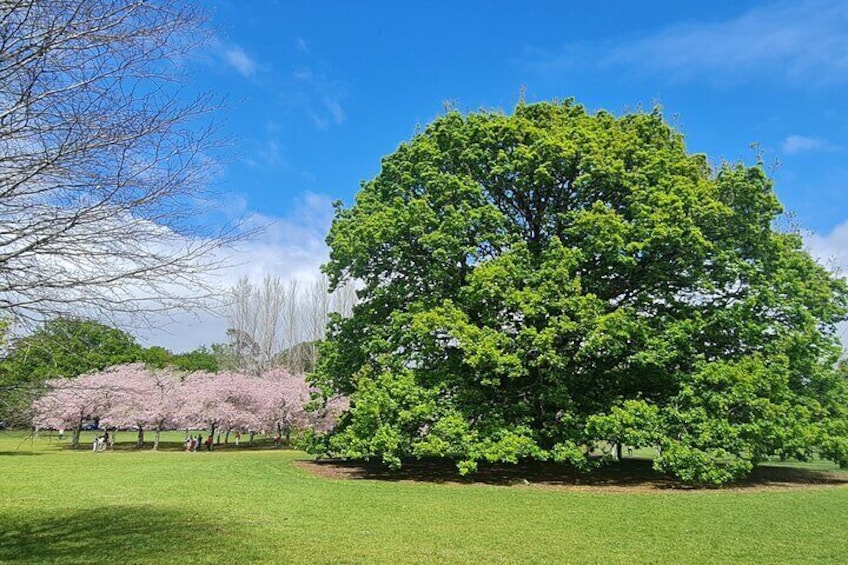 Auckland City Highlights Full Day Tour