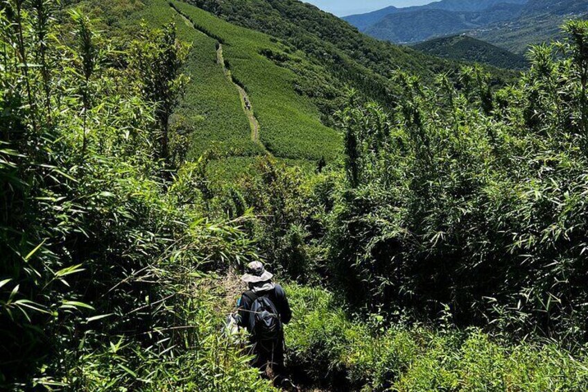 Bamboo forest in Summer