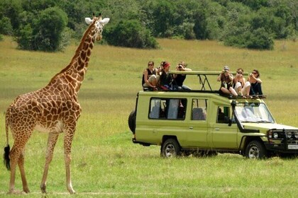 Hel dag - Tala Game Reserve, Natal Lion Park, Phezulu fra Durban
