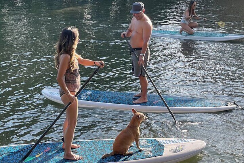 Even dogs love to paddle