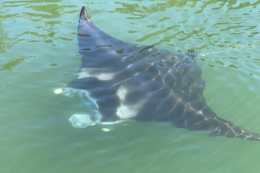 If you are lucky you will see the manta ray making rounds at the river mouth