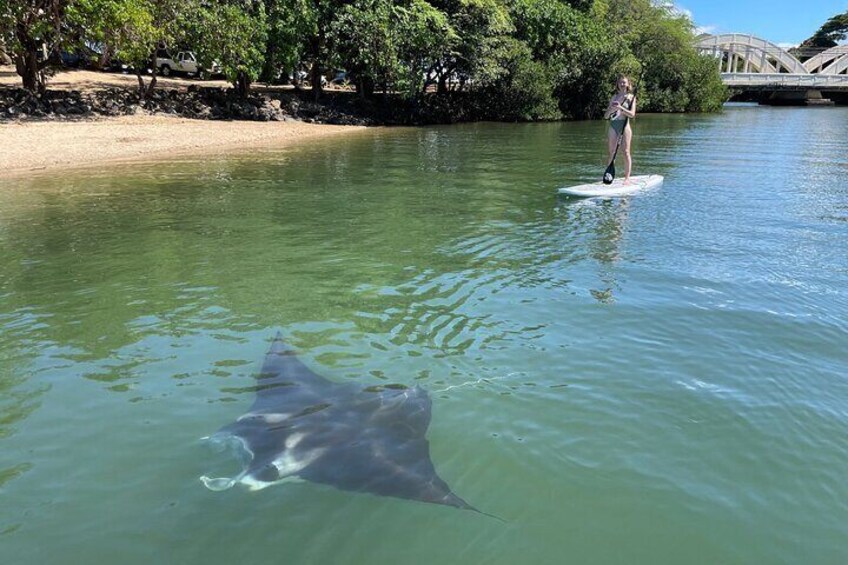 paddleboard with manta rays