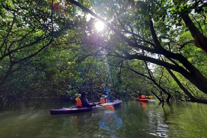 Amazing Nat Geo Wild scenery when high tide explores into the forest by kayak.