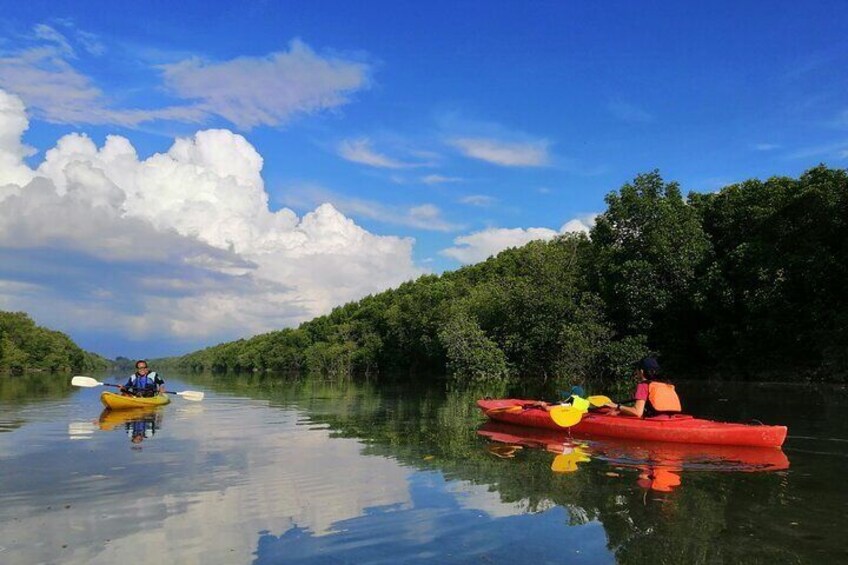 Sepang Mangrove kayaking at upstream, Tanjung Mas Batu 2, is clean and calm, no commercial boat and heavy traffic.