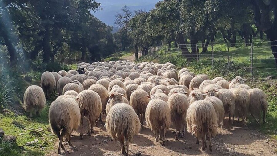 Live a shepherd experience with typical lunch in Bitti