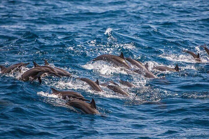We go offshore where the big groups of dolphins can be seen.
