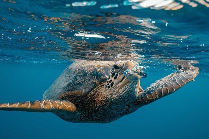 Marine turtles are often seen.