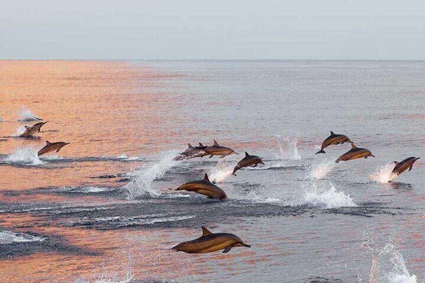 See pods of dolphins as the sun rises over the Pacific Ocean.