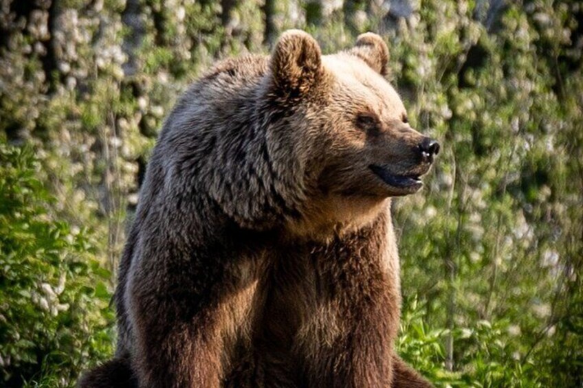 Visiting a Bear and Wolf Sanctuary