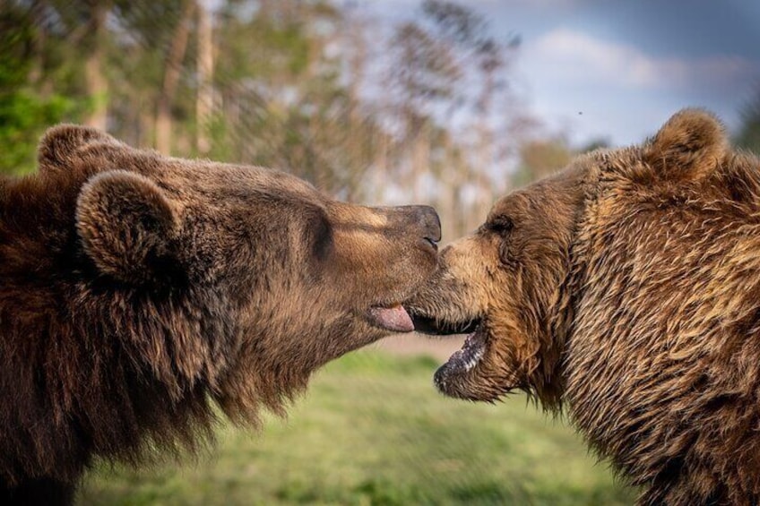 Visiting a Bear and Wolf Sanctuary