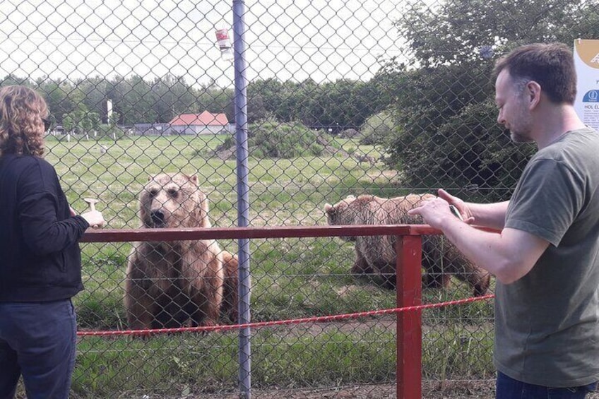 Curious bears and visitors