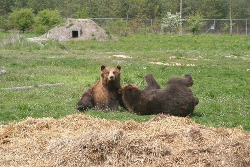 Playing bears at the sanctuary