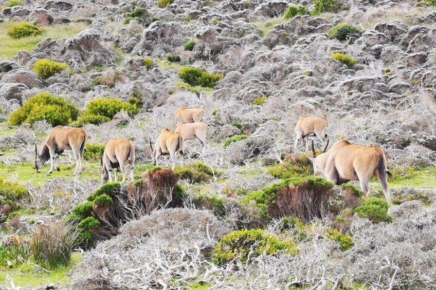 Cape of Good Hope Boulders Beach Full Day Private Experience