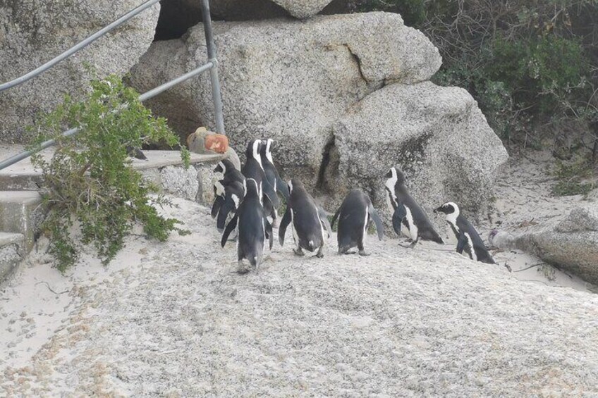 Cape of Good Hope Boulders Beach Full Day Private Experience