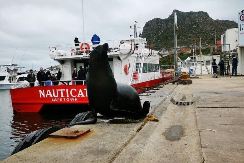 Cape fur seal 