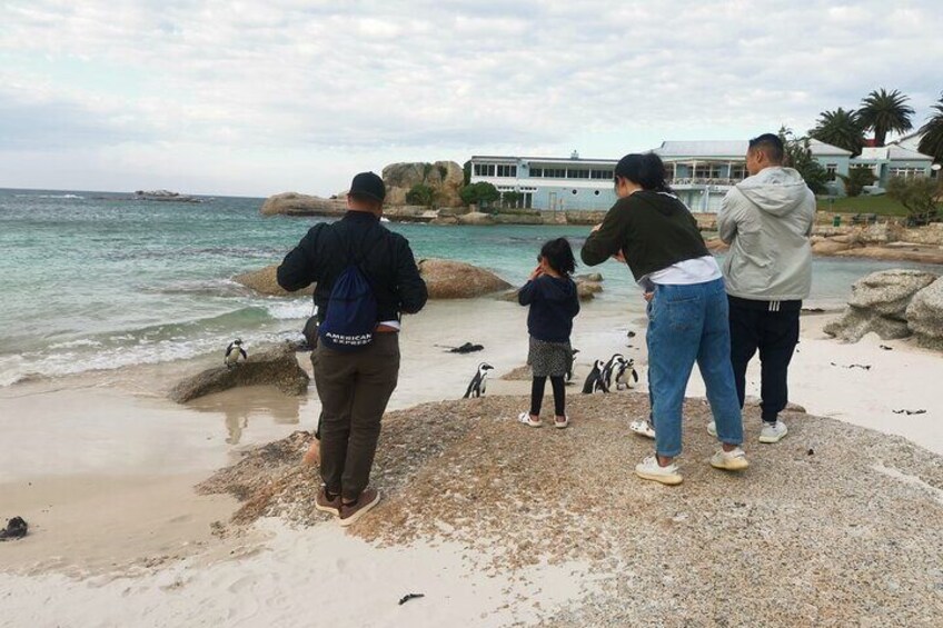 Family time with penguins at the boulders beach in Simons Town Cape Town.