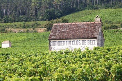 "Wine tasting tours in Burgundy"